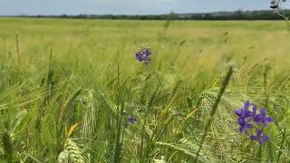 Genîmo Genîmo - Mirza Kürtçe Halay • Yeni Hit 2025