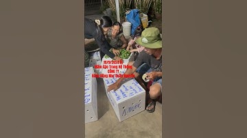 Hoa Cúc Giống Ninh Giang Khánh Hòa A NHÀN 10/9/2024 ÂL Mầm Cúc Đại Đóa Pha Lê Xuất Nam Định #shorts