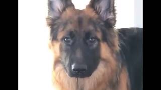 WebM pets compilation ep.1