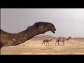ناقي كل فارع طول منتوقه ياهل البل ترى ماهي بـ ملحوقه اداء خالد ال بريك 
