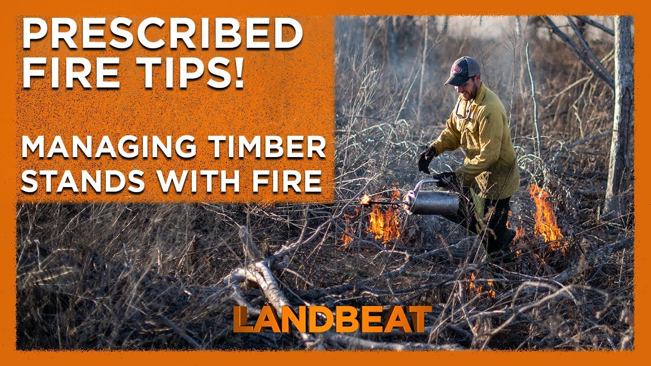 Fire Stand Example 🔥 Prescribed Fire Tips | Managing Timber Stands With Fire 🔥 - YouTube