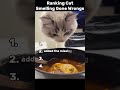 😼👃 Ranking Cat Smells Gone Wrong