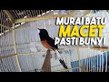 Suara Pancingan Murai Batu Macet Coba Dengarkan Mp3 - Mp4 Download