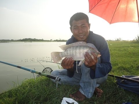 Mancing Mania Mujaer Nila  Super 1KG YouTube