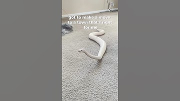 Cutest python 🐍  #snake #shorts #pets #python