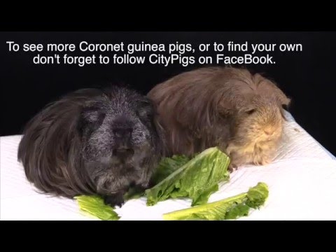 Coronet Guinea Pig information