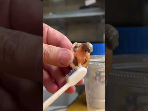 Why is nobody talking about this? Ticklish Baby Turtle Tries to Escape Belly Brushing! 😂
