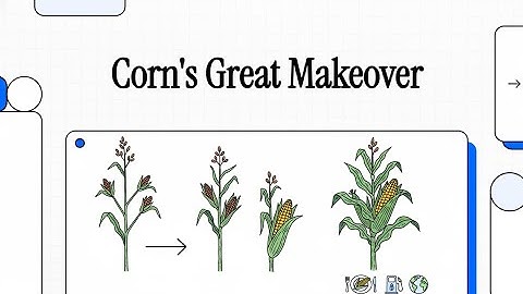 The Artificial Selection of Corn: From Wild Grass to Global Giant: