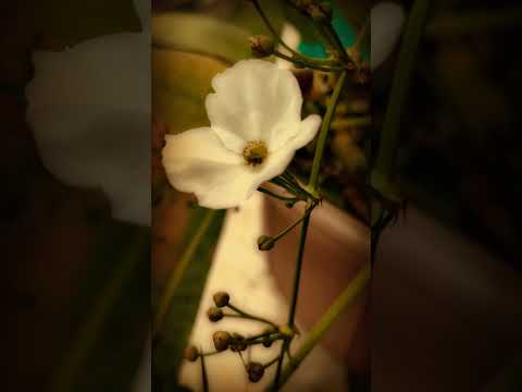Bee 🐝 on Echinodorus Palifolius (Mexican Sword Plant) - Nature - Nothing 2a