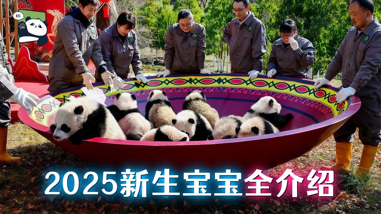 2025年新生熊猫宝宝大盘点