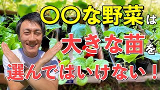 大きい苗が良いとは限らない！無農薬・無肥料でも育ちやすい苗の選び方3つのポイント！