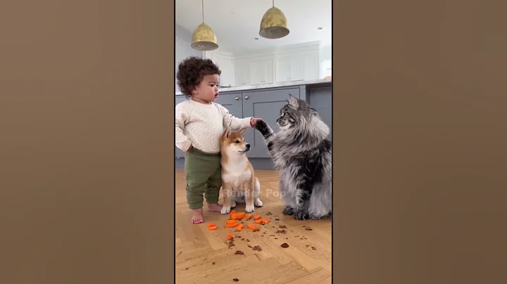 Video 11340821: cats dogs funny baby, funny cats dogs playing