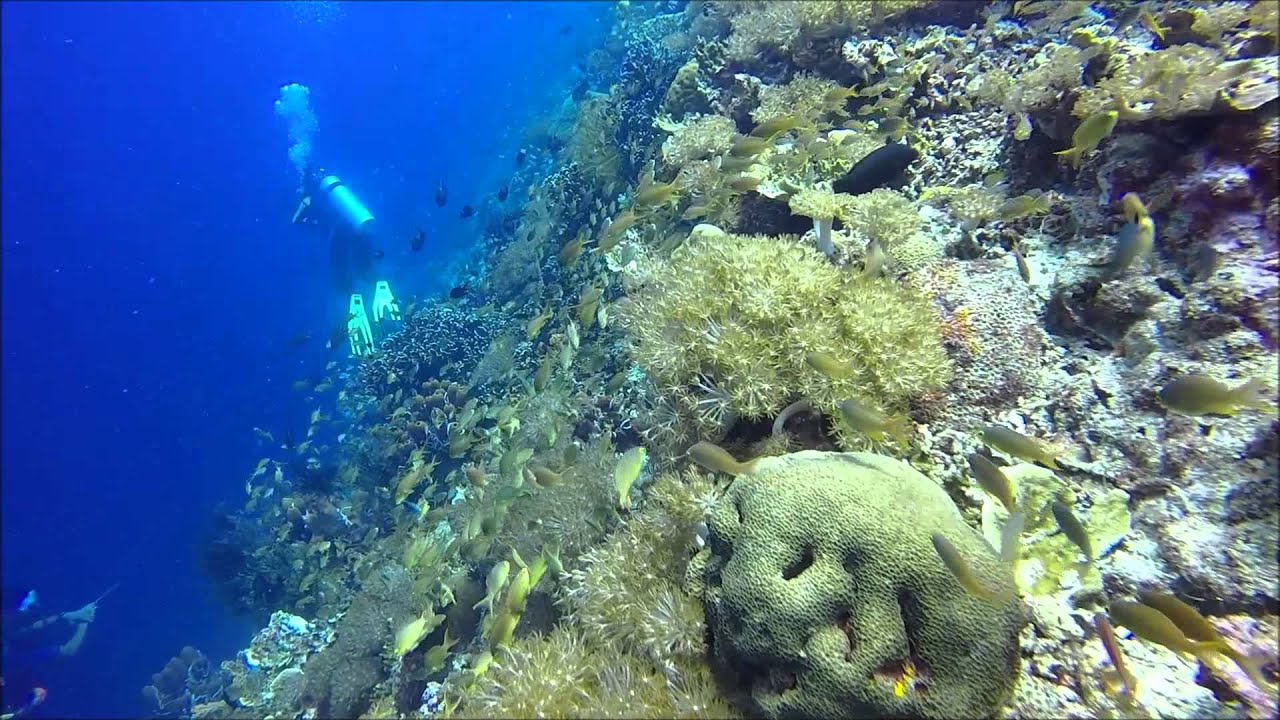 Dive Moalboal 2015 - YouTube