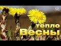 ТЕПЛО ВЕСНЫ Очень красивая легкая Приятная для души МУЗЫКА