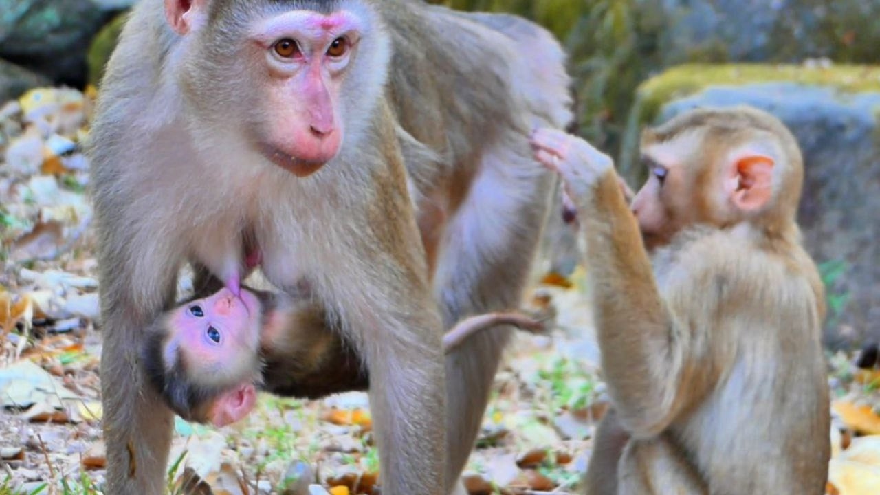 Wow Super Cute Newborn Baby LUCAN