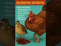 Ulcerative Enteritis #chicken