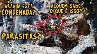 ARANHA É ENCONTRADA INFECTADA POR ALGO DESCONHECIDO!