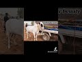 #apnashook #bakraeid #jaffarmandi