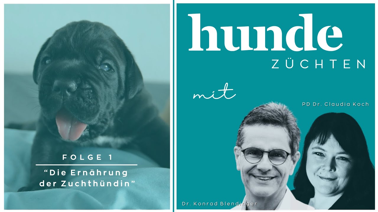 Podcast Hunde züchten - Folge 1 - Die Ernährung der Zuchthündin (mit Bild)