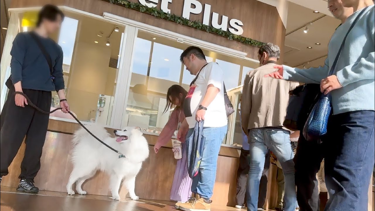 イオンに大型犬は珍しいのでみんなから注目を浴びてしまいました！【サモエド】