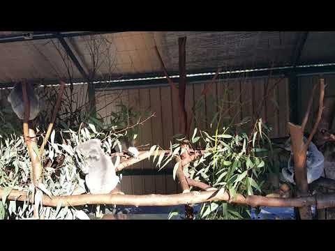无尾熊 koala