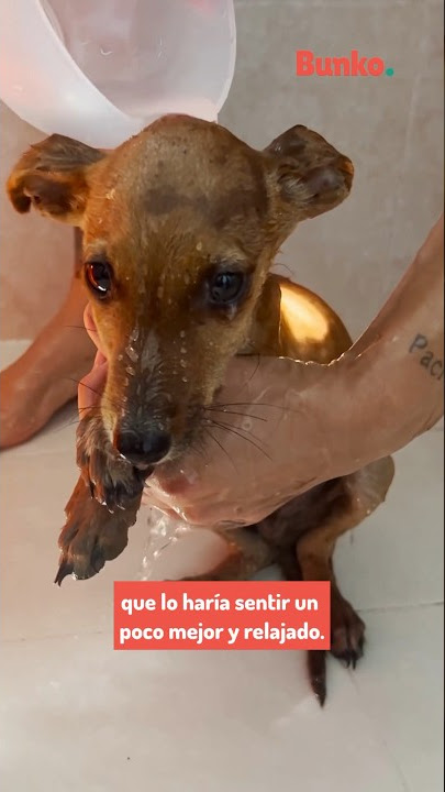 Perros rescatados por huracán Otis son trasladados a la CDMX