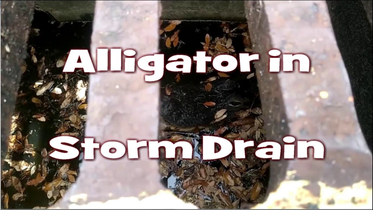 Alligator in Sewer Storm Drain Pipe