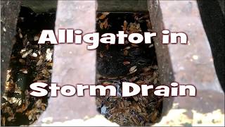 Alligator in Sewer Storm Drain Pipe