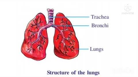 class 7 unit 8 Breath and Blood of Life