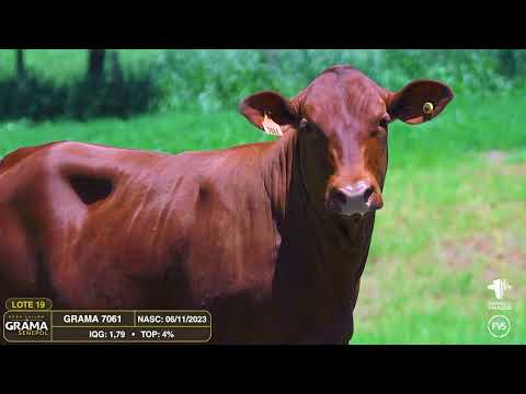 LOTE 19 - GRAMA 7061 - FÊMEA