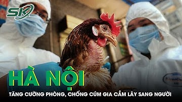 Hà Nội Yêu Cầu Tăng Cường Phòng, Chống Dịch Cúm Từ Gia Cầm Lây Sang Người | SKĐS