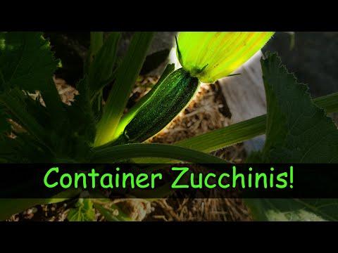 Growing Zucchinis In Containers - Garden Quickie Episode 5