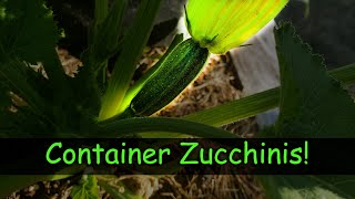 Growing Zucchinis In Containers - Garden Quickie Episode 5