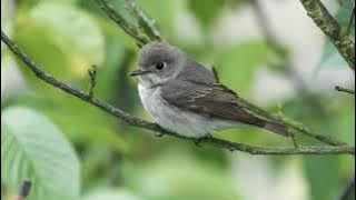Suara Burung Sikatan Bubik (Asian Brown Flycatcher)