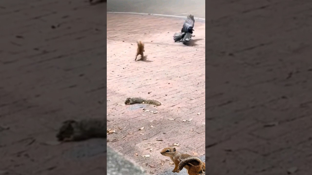 A squirrel saves its mate from a crow