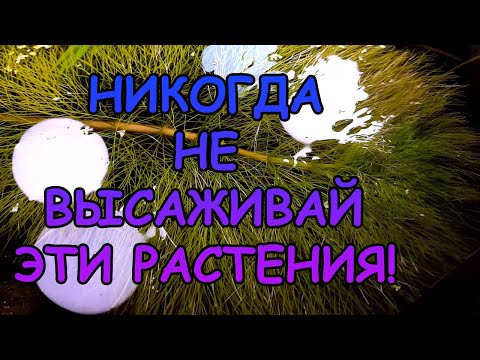 НИКОГДА НЕ САЖАЙ ЭТИ РАСТЕНИЯ..