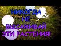 НИКОГДА НЕ САЖАЙ ЭТИ РАСТЕНИЯ..