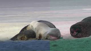 Wildlife In G Major 20