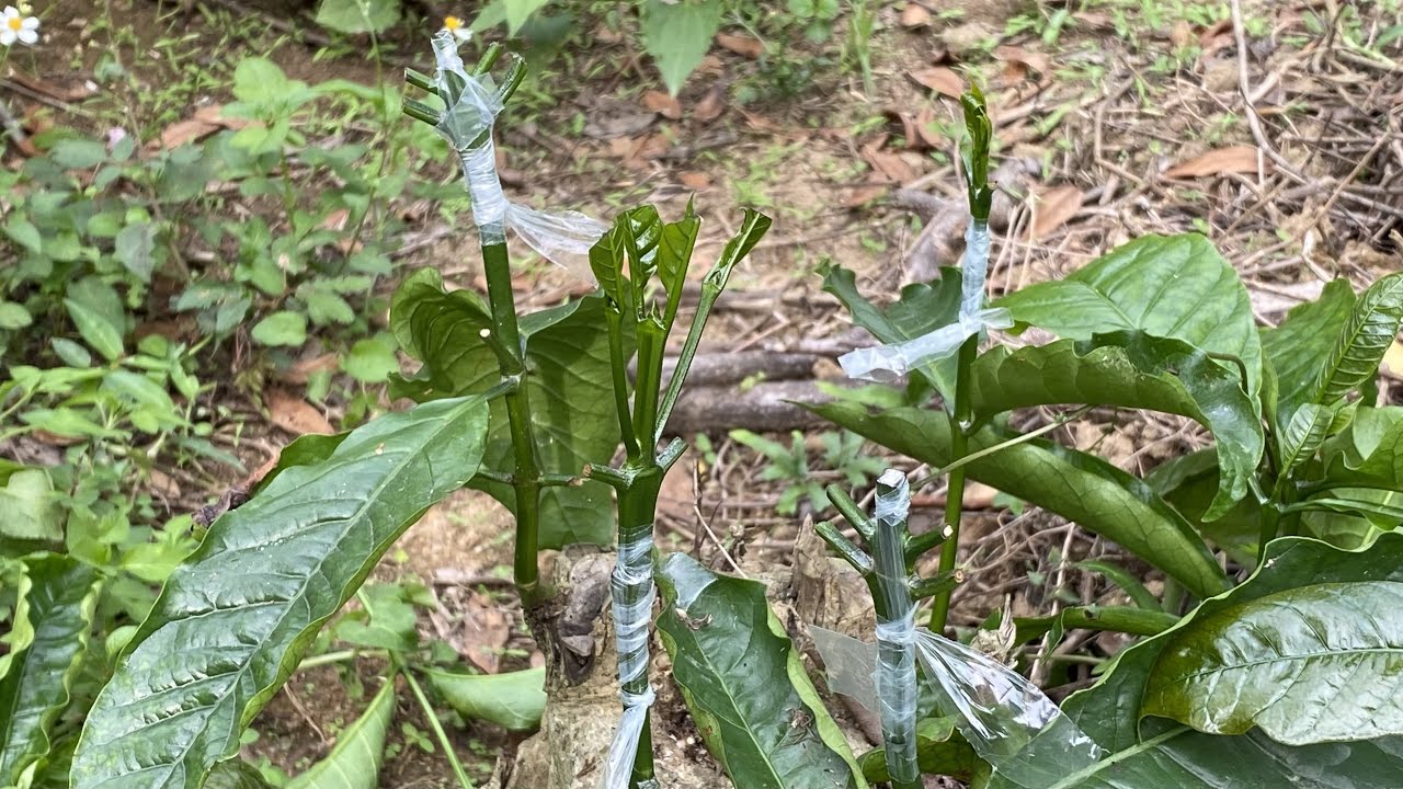 Công việc ghép cải tạo cho cây cà phê năm 2022.