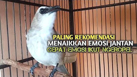 Trucuk BETINA memanggil Jantan Suara Birahi Ngecuplik 100% pancingan trucukan gacor agar BUNYI EMOSI