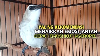 Trucuk BETINA memanggil Jantan Suara Birahi Ngecuplik 100% pancingan trucukan gacor agar BUNYI EMOSI