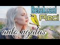 Relaksasi Burung Pleci Agar Nyaman Dan Cepat Gacor Mp3 - Mp4 Download