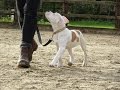 Fizz - American Bulldog Puppy - 3 Week Residential Dog Training at Adolescent Dogs