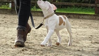 Fizz  American Bulldog Puppy  3 Week Residential Dog Training at Adolescent Dogs