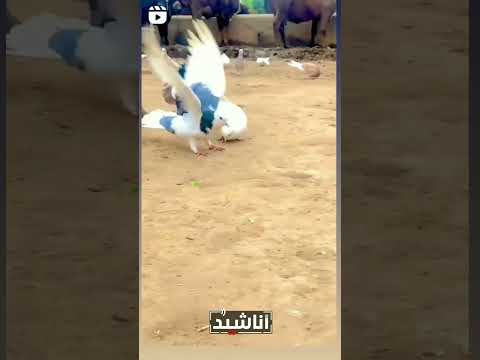 رحمان يا رحمان اناشيد اسلامية Islam Anachid Diniya