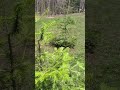 tree planting today.#trees