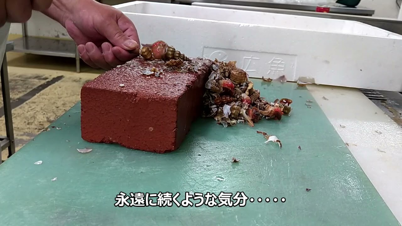 よなき貝 Youtube