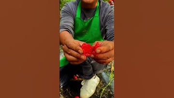 Panen tomat segar di ladang dengan hasil yang sangat memuaskan #shorts