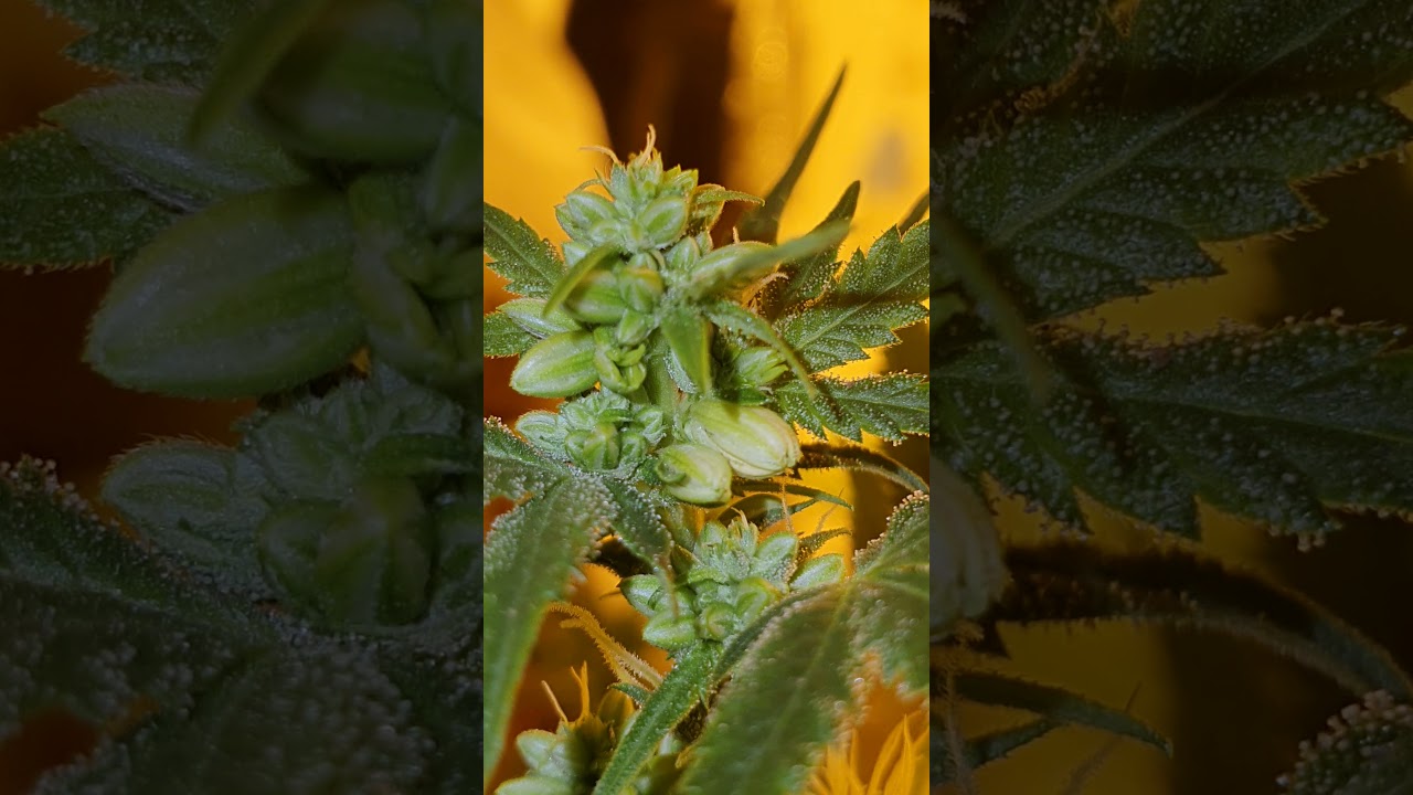 SSSDH OJD cut Feminized project