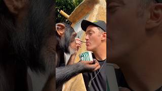#Limbani The Chimpanzee Sharing Oatmeal Breakfast With Human Caretaker At #Zwfmiami.